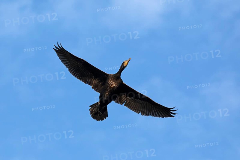 Flying cormorant, Geltinger Birk, Schleswig-Holstein, Germany