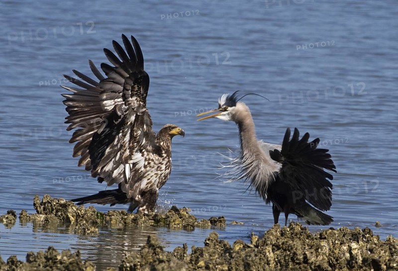 Juvenile Bald Eagle (Haliaeetus leucocephalus) attacks Great Blue Heron (Ardea herodias), Washington, USA