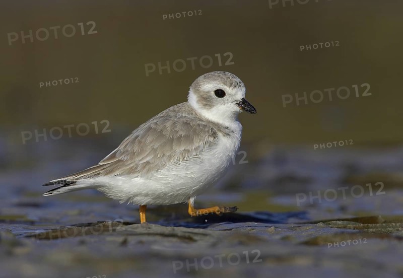 Piping Plover (Charadrius melodus), Florida, USA