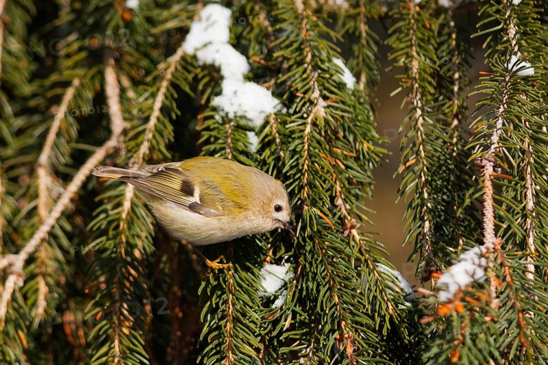 Goldcrest (Regulus regulus), Baden-Wuerttemberg, Germany