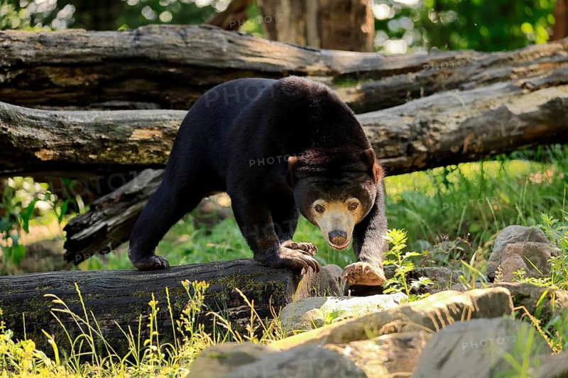 Malayan bear (Helarctos malayanus), adult, foraging, alert, Southeast Asia