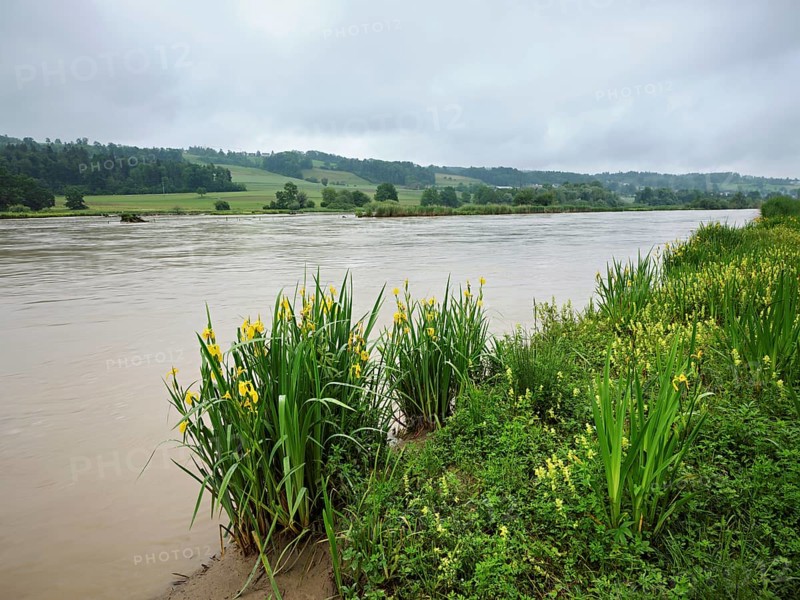 A group of flowering yellow Siberian irises (Iris sibirica), Flachsee nature reserve, Rottenschwil. Freiamt, Canton Aargau, Switzerland