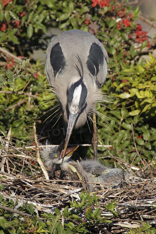 Great Blue Heron (Ardea herodias), Florida, USA