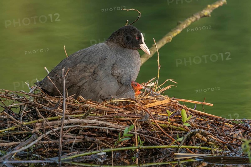 A burbot (Fulica atra) broods its two-day-old chicks on its nest. Bas rhin, Alsace, grand est, France