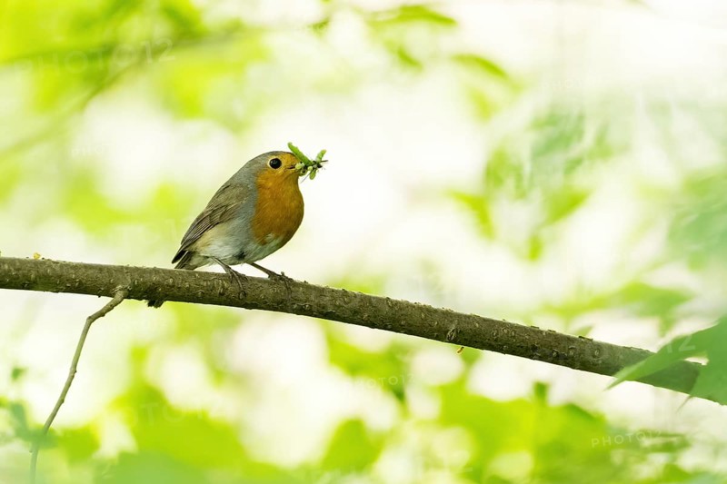 A robin (Erithacus rubecula) with prey in its beak sitting on a branch in a green environment, Hesse, Germany