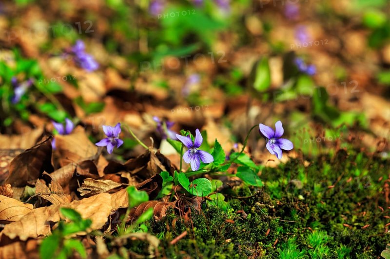 Wood violet (Viola reichenbachiana) among leaves on the forest floor, spring bloomer, Jakobsberg nature reserve, Steinhagen, Teutoburg Forest, North Rhine-Westphalia, Germany