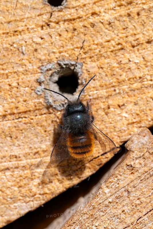 Horned mason bee (Osmia cornuta), sitting on a log of an insect hotel, Schwaz, Tyrol, Austria