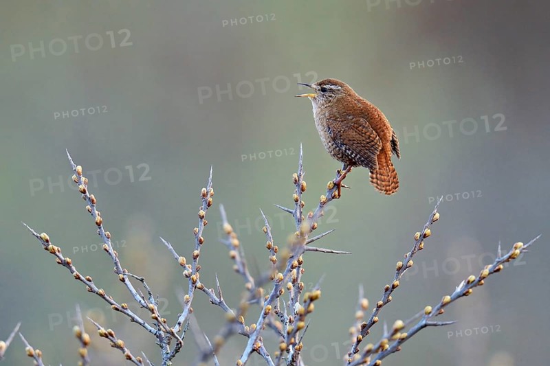 Wren (Troglodytes troglodytes), singing on sea buckthorn, Texel, Holland, Lowlands
