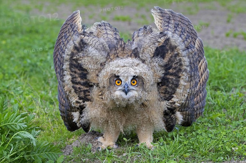 Threat display by Eurasian eagle-owl (Bubo bubo), young European eagle-owl owlet showing lowered head and wings spread out and pointing down