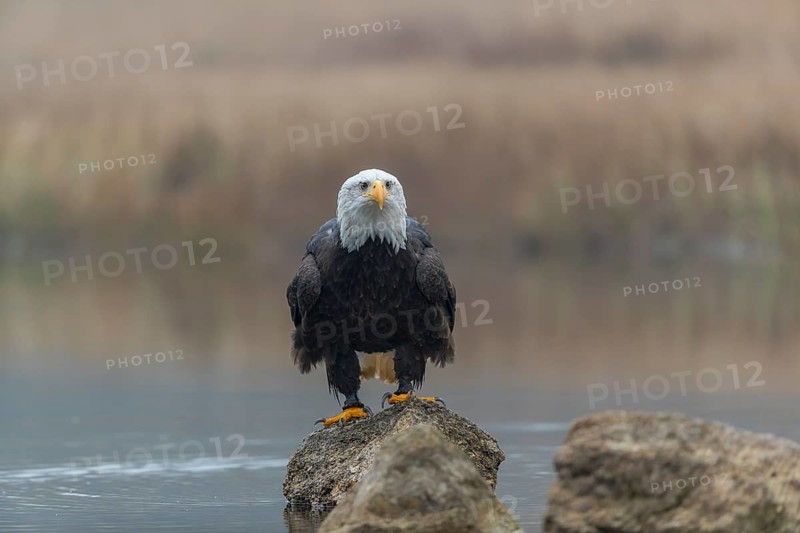 One Bald Eagle, Haliaeetus leucocephalus, standing on a rock in the shallow water ashore a small pond on a foggy cold autumn day