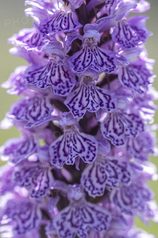 Southern marsh orchid (Dactylorhiza maculata), Emsland, Lower Saxony, Germany