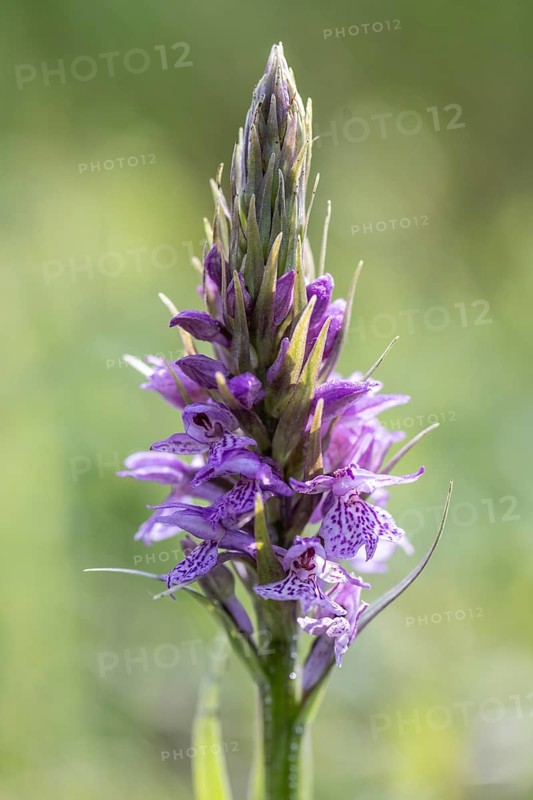 Southern marsh orchid (Dactylorhiza praetermissa), Emsland, Lower Saxony, Germany