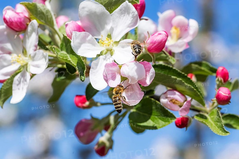 Apple blossom with bees. Spring in the Ortenau. Renchen, Baden-Württemberg, Germany
