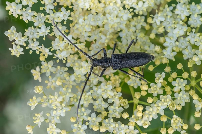 Oxymirus cursor beetle feeding on pollen on an elderflower. Jechtingen, Emmendingen, Kaiserstuhl, Freiburg im Breisgau, Baden-Württemberg, Germany