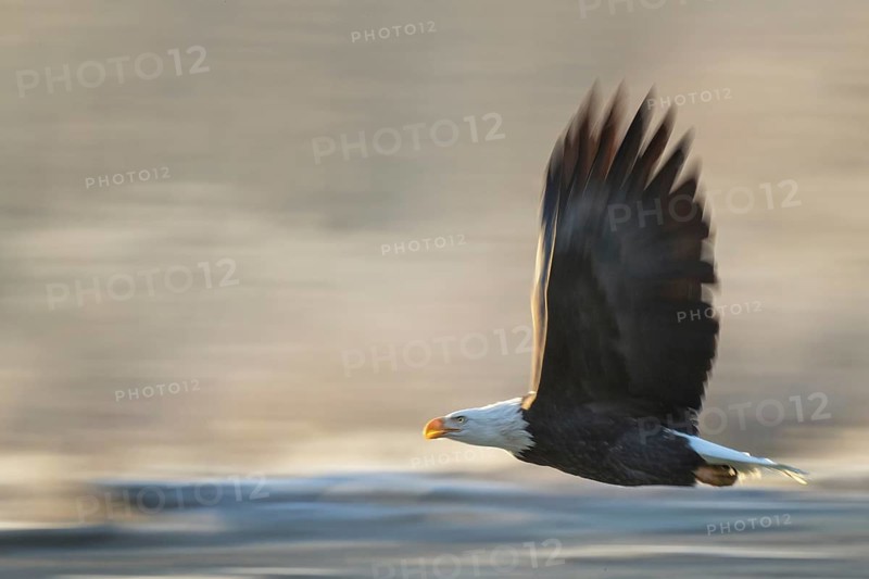 Bald Eagle (Haliaeetus leucocephalus) calling in flight, Alaska, USA