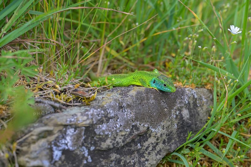 Western green lizard (Lacerta bilineata), resting on a stone of a dry stone wall, Neckar valley, Baden-Württemberg, Germany