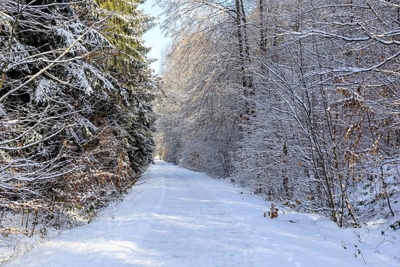Straight hiking trail on a former railway embankment in the snow near Dürrröhrsdorf-Dittersbach, Saxony, Germany