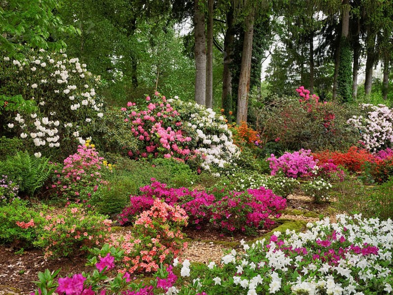 Flowering rhododendron (Rhododendron campanulatum), Seleger Moor, Rifferswil, Canton Zurich, Switzerland