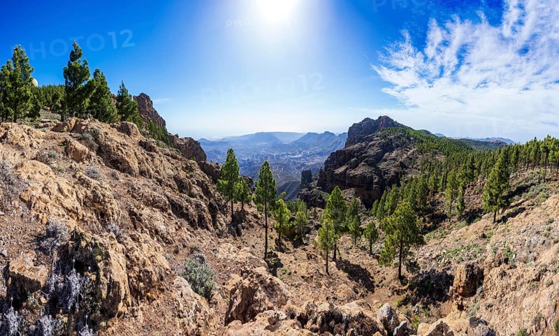 View into the valley of the Caldera de Tirajana, pine forest around the summit of El Campanario, Gran Canaria, Canary Islands, Spain