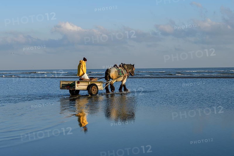 Horse fishermen on their way to fish for Brown shrimp (Crangon crangon), Koksijde, North Sea coast, province of West Flanders, Belgium