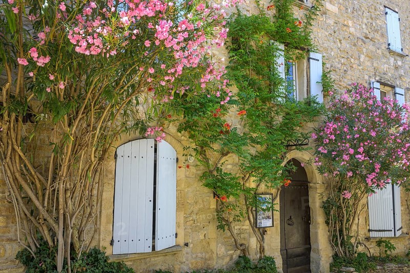 Blooming oleander in a narrow alleyway in the historic centre of Venasque, Vaucluse, France