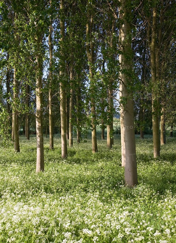 Common or Quaking Aspen trees, Populus tremula, in a small plantation near Bures, Suffolk, England, United Kingdom