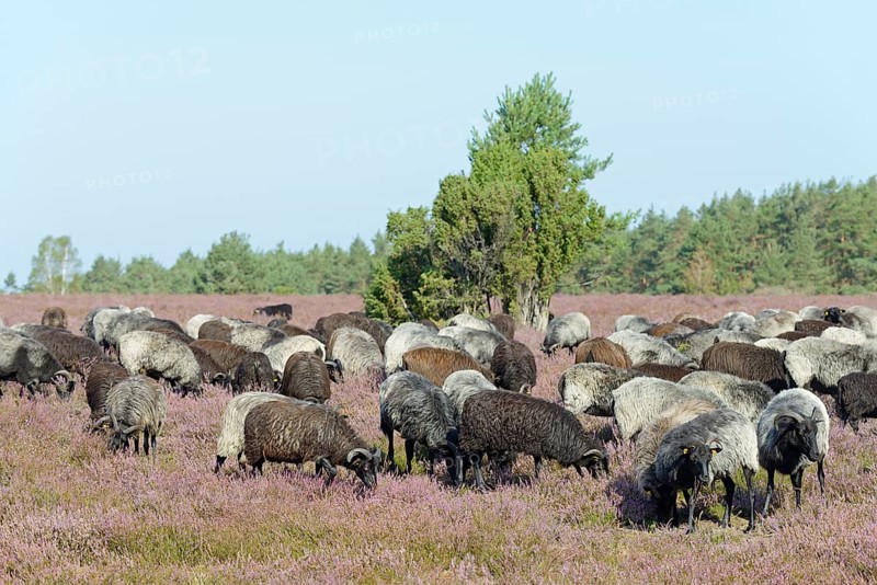 Heidschnucken (Ovis aries), herd in the blooming heathland, Südheide Nature Park, Lüneburg Heath, Lower Saxony, Germany