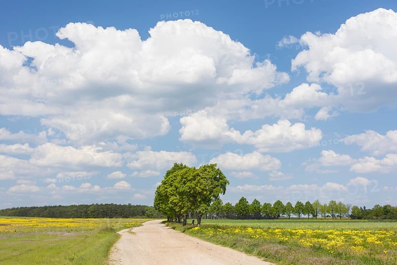Field path with row of trees near Cavertitz, Saxony, Germany
