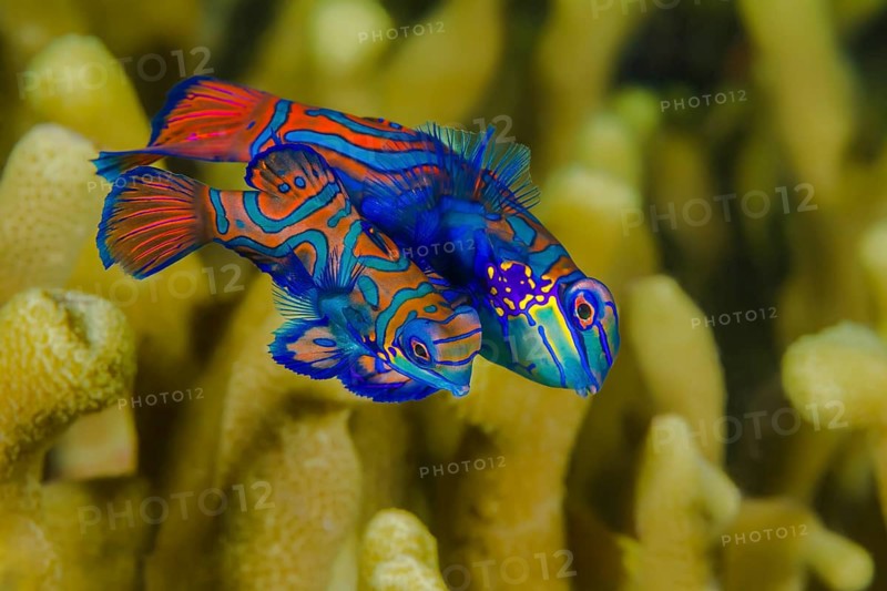 Mandarinfisch, Synchiropus splendidus Mandarinfish, Synchiropus splendidus