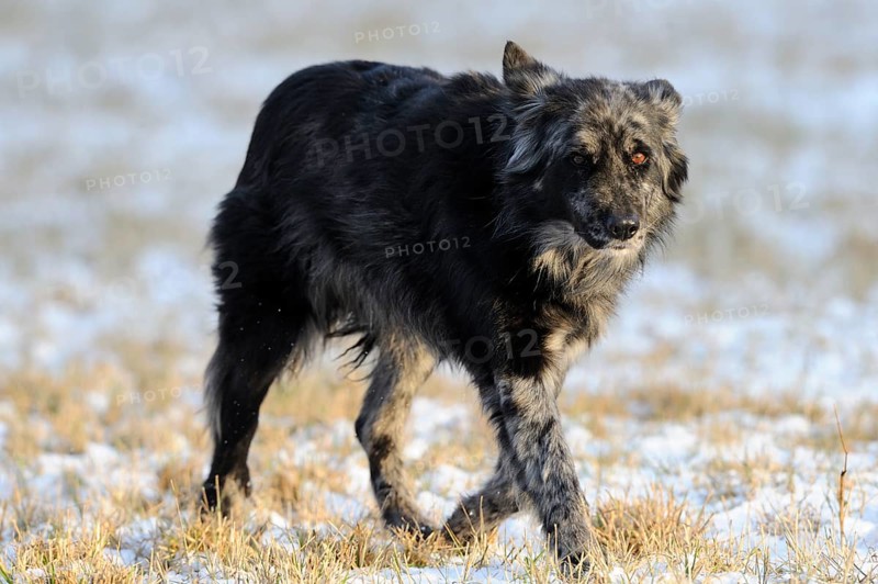 A dark dog walks through a snow-covered meadow