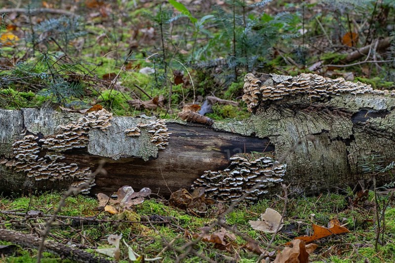 Shaggy layer mushroom (Stereum hirsutum) in the forest, Emsland, Lower Saxony, Germany