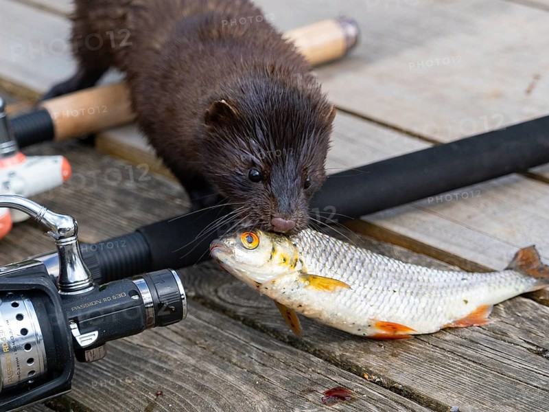 A mink steals a rudd