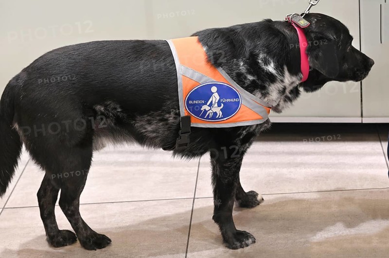 Guide dog accompanies his master while shopping, Bavaria, Germany