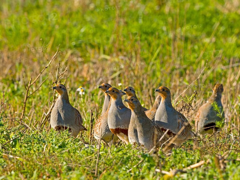 Gray partridges (Perdix perdix), family group (chain) on a fallow land, Solms, Hesse, Germany