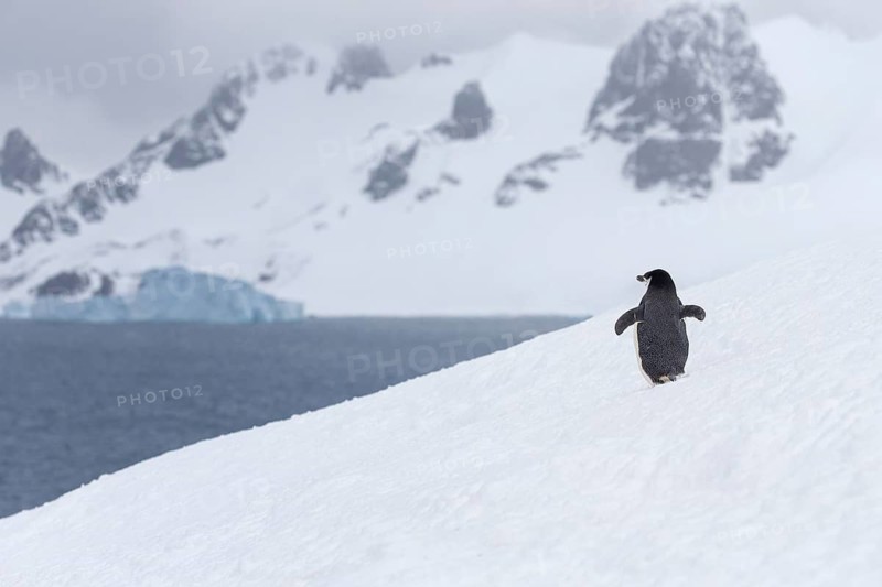 Chinstrap Penguin (Pygoscelis antarcticus), Antarctica
