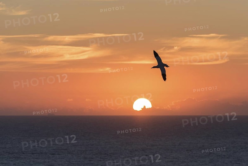 Northern Gannet (Morus bassanus) flying, Schleswig-Holstein, Germany