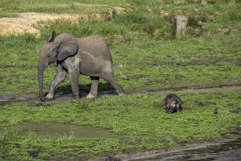 African forest elephant (Loxodonta cyclotis) and giant forest hog (Hylochoerus meinertzhageni) in the Dzanga Bai forest clearing, Dzanga-Ndoki National Park, Unesco World Heritage Site, Dzanga-Sangha Complex of Protected Areas (DSPAC), Sangha-Mbaéré Prefecture, Central African Republic