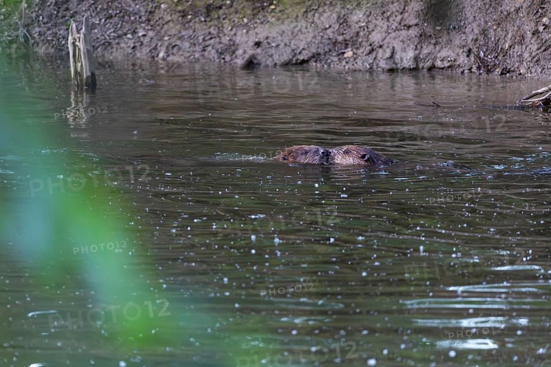 Beaver (Castor fibre), pair, Schussen, Eriskirch, Lake Constance, Baden-Württemberg, Germany