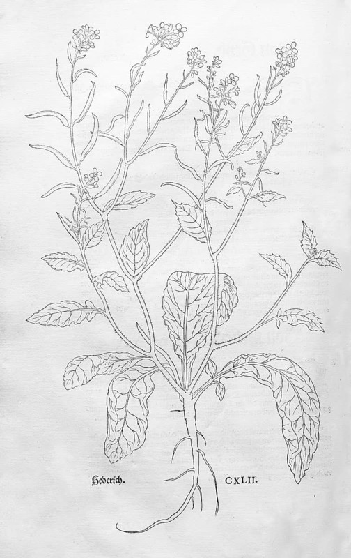 Field mustard (Sinapis arvensis), woodcut by Leonhart Fuchs, from New Kreüterbuch, neues Kräuterbuch, Michael Isingrin, Basel, Switzerland, 1543