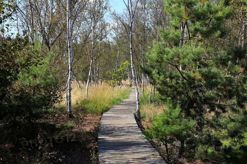 Educational trail and hiking trail, landscape in the Soos, moor, national nature reserve in the Eger basin near Franzensbad, Karlovy Vary region, Bohemia, Czech Republic, Czech Republic