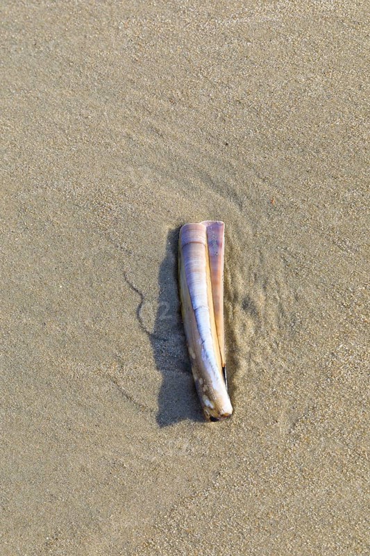 Sheath mussel (Ensis ensis) in the sand on the north beach of Norderney, Lower Saxony, Germany
