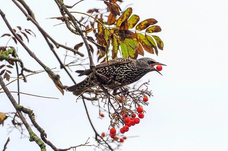 A starling (Sturnus vulgaris) eating rowan berries (Sorbus aucuparia) in autumn, Hesse, Germany