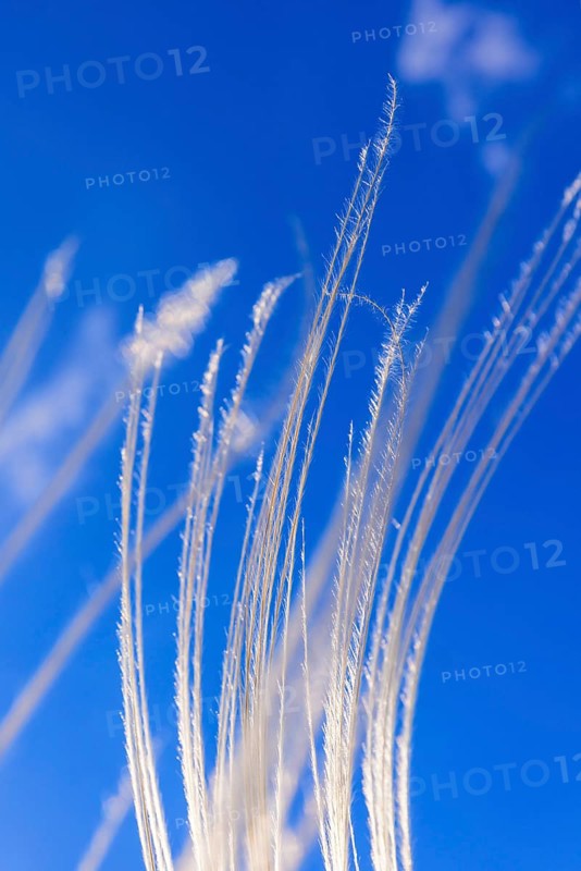 European feather grass (Stipa pennata) flowering at a clear blue sky in a low angle view
