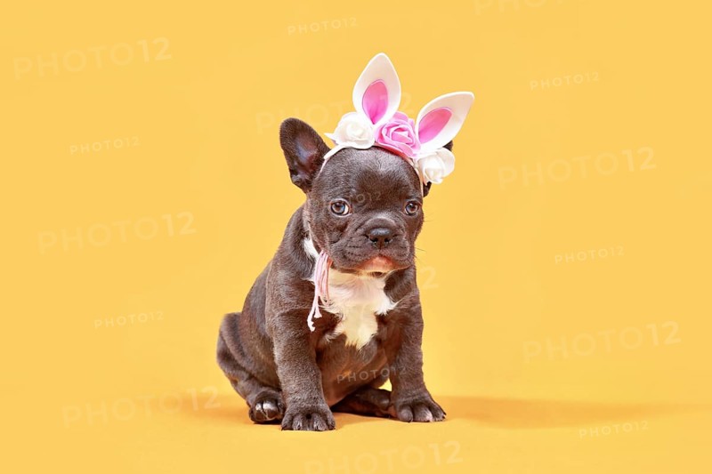 Black French Bulldog dog puppy with Easter ears on yellow background