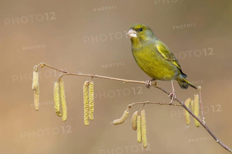 European Greenfinch (Chloris chloris) male perched on a branch, Poland
