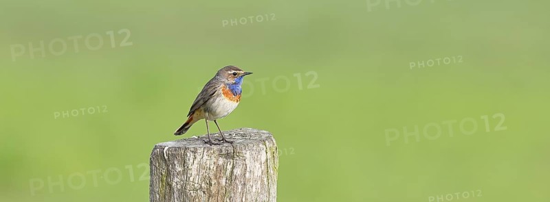Bluethroat (Luscinia svecica cyanecula), male, on a pasture fence post, wildlife, Lembruch, Ochsen Moor, Dümmer nature park Park, Lower Saxony, Germany