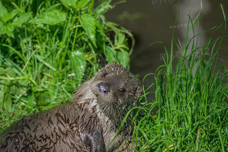 Young otter, UnterWasserReich, Schrems, Lower Austria, Austria