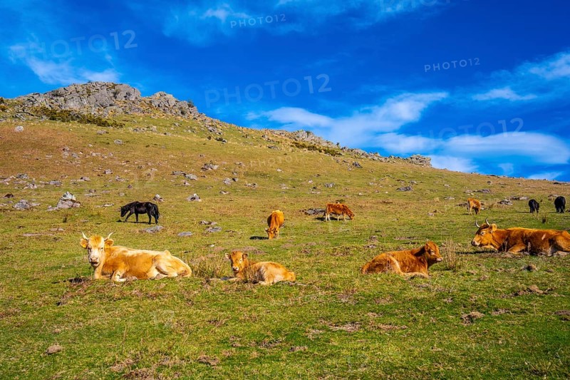 Free cows up on top of Mount Adarra in Guipuzcoa. Basque Country