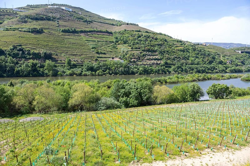 Grapevines growing on land sloping down valley to River Douro, Resende, Portugal