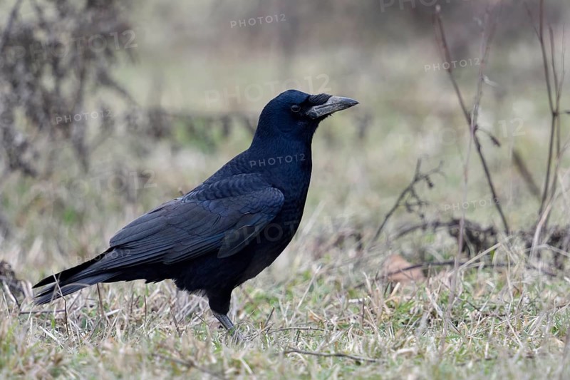 In typischer Umgebung... Saatkrähe *Corvus frugilegus* am Boden sitzend